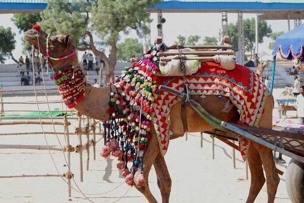 Camels and traders gathered on the sand at the Pushkar camel fair in Rajasthan